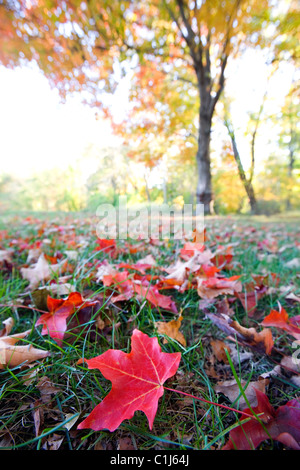 A maple tree turned golden yellow / orange in autumn with one bright red leaf in the foreground. Stock Photo
