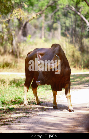 An Indian Gaur (Bos Gaurus) standing on the road and scraching at Kanha National Park, Madhyapradesh India Stock Photo