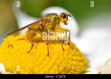 Macro of profile common yellow dung fly (Scathophaga stercoraria) on the heart daisy flower Stock Photo