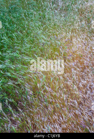 Wild grass going to seed, waving in the breeze. Stock Photo