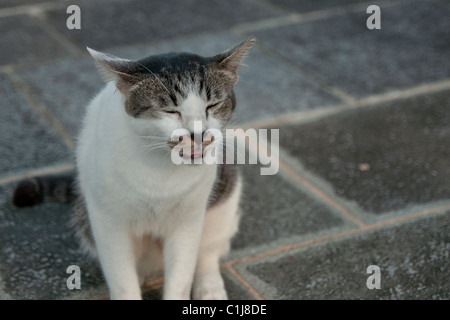 Street cat. Taken when its eyes were closing. Stock Photo
