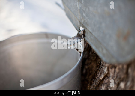 Maple Sap Dripping into Bucket, Sugar shack, Beauce, Quebec, Canada Stock Photo