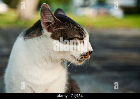 A street cat looking to the right. Staring intensively at something. Stock Photo