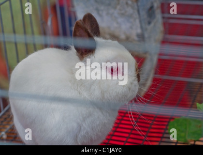 Chocolate Himalayan Colored Netherland Dwarf Bunny, live inside a cage.  Pink eyes, white with brown ears. Stock Photo