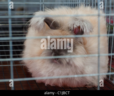 This is a fawn colored English Angora rabbit sitting in a cage at a rabbit show. Large, fluffy fur that is used for spinning Stock Photo