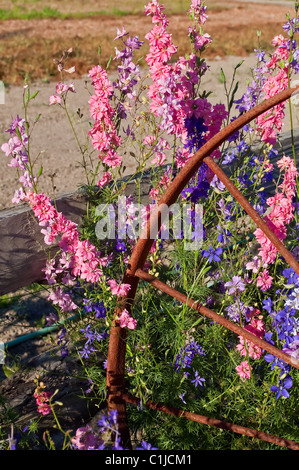 This vertical summer image has pastel colored larkspur flowers (Consolida ambigua) growing carefree around a rusty,  wagon wheel Stock Photo
