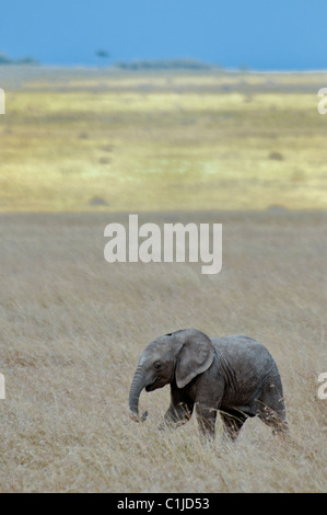 African Elephant Calf, Loxodonta africana, Masai Mara National Reserve, Kenya, Africa