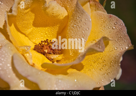This macro flower is raindrops on an open yellow and peach colored rose. Stock Photo