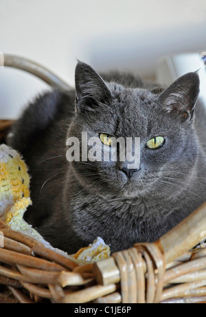 This vertical stock image is a closeup of a Russian blue cat sitting in a wicker basket. Beautiful yellow greenish eyes. Stock Photo