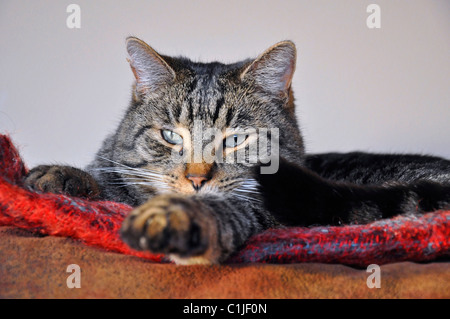 This cute striped tabby cat is sleepy and lying on a red blanket all cozied up indoors. Stock Photo