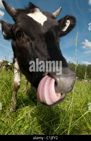 cow on field Stock Photo