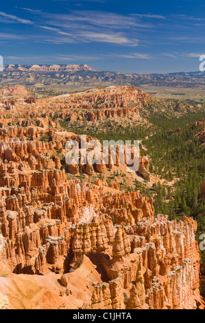 Sandstone Hoodoos and Douglas fir trees  in Bryce Canyon Amphitheatre Utah USA Stock Photo