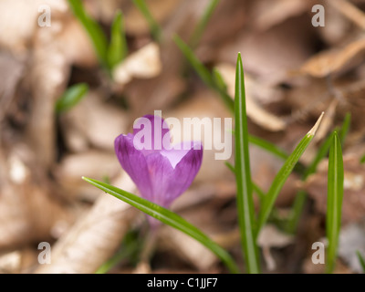 Woodland spring Crocus with open violet flower (Crocus vernus, Giant Crocus) Stock Photo