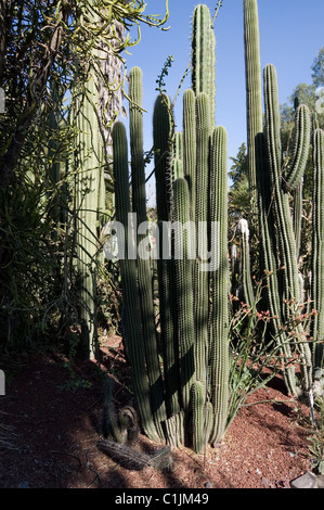 Columnar cacti in a botanical garden Stock Photo