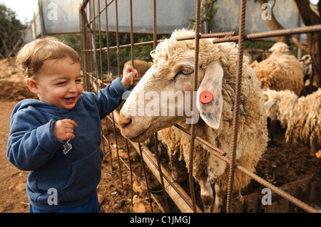 Toddler with a sheep at a petting corner in a children's zoo Stock Photo