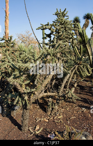 Cane cholla (Cylindropuntia imbricata) at UNAM´s botanical garden Stock Photo