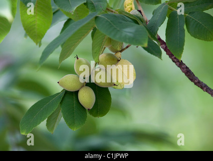 walnut tree branch with nuts Stock Photo