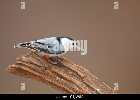 White-breasted Nuthatch (Sitta carolinensis carolinensis), Eastern subspecies, male in a tree Stock Photo