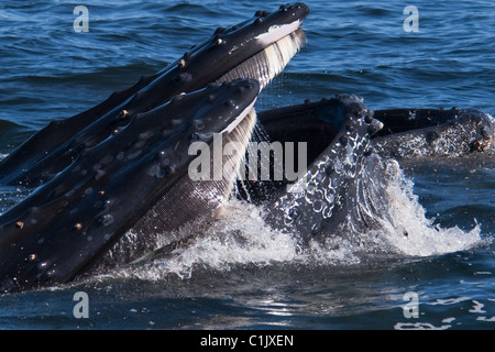 Two Humpback Whales (Megaptera novaeangliae) lunge-feeding on Krill. Monterey, California, Pacific Ocean.