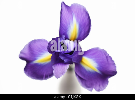 Iris in Vase topview Stock Photo