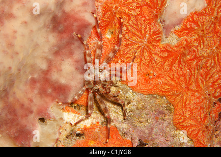 Red-ridged Clinging Crab (Mithrax forceps) Stock Photo