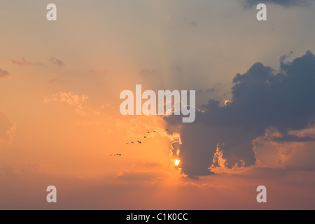 Pelican flying in orange sunset sky with god rays Stock Photo