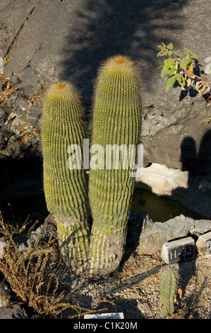 Cone cactus (Neobuxbaumia polylopha) at UNAM´s botanical garden Stock Photo