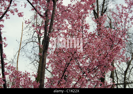 this is a photograph of a tree with purple blossoms.  The background is a blue cloudy sky.  The tree is either a cherry or wild Stock Photo