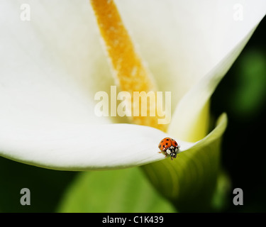 A red Lady bug walking on the edge of a calla lily Stock Photo