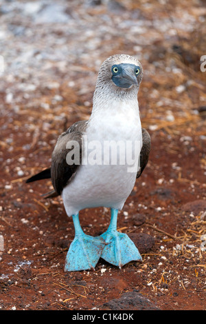 Curious Blue-footed booby bird in Galapagos islands Stock Photo