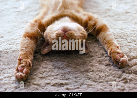A house cat with outstretched paws sleeps peacefully on its back on a soft carpet. Photo copyrighted by Michele & Tom Grimm. Stock Photo