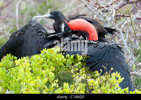 Magnificient frigatebird couple mating in the Galapagos islands (Seymour Norte), also named pirate birds Stock Photo