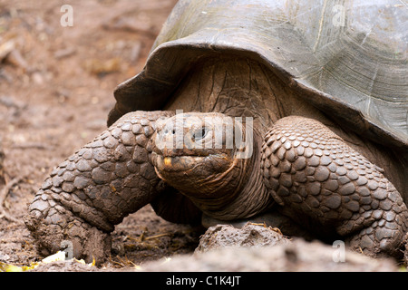 wild Galapagos giant tortoise taken on Floreana island, Galapagos Stock Photo