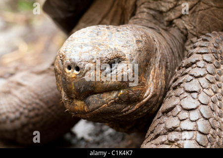 wild Galapagos giant tortoise taken on Floreana island, Galapagos Stock Photo