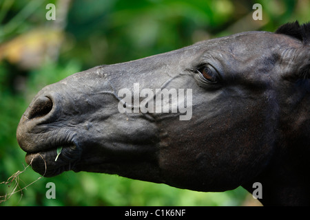 Old black horse head Stock Photo