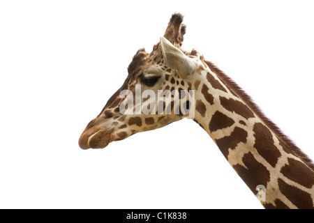 Reticulated giraffe portrait on sky backgrouns Stock Photo