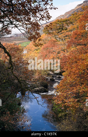View along Afon Llugwy River with trees in autumn colours in Snowdonia National Park. Capel Curig, Conwy, North Wales, UK Stock Photo