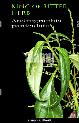 The King of Bitter Herb with Flowering Bracts - Andrographis paniculata Stock Photo