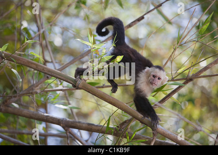 White-Faced Capuchin, Guanacaste, Costa Rica Stock Photo