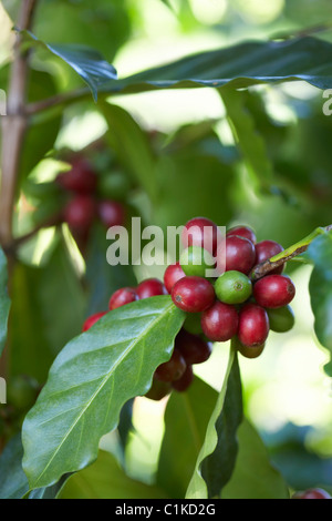 Close-up of Coffee Berries, Finca Villaure Coffee Plantation, Hoja Blanca, Huehuetenango Department, Guatemala Stock Photo