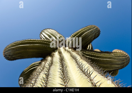 Cactus in Yuma, Yuma County, Arizona, USA Stock Photo