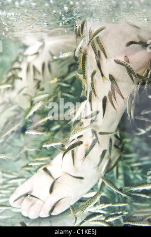 Fish Spa. Skin Therapy Stock Photo