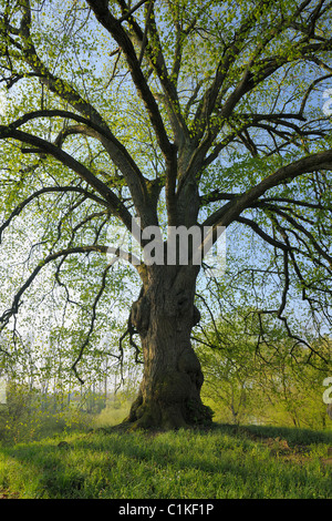 Lime Tree, Nilkheim, Aschaffenburg, Franconia, Bavaria, Germany Stock Photo