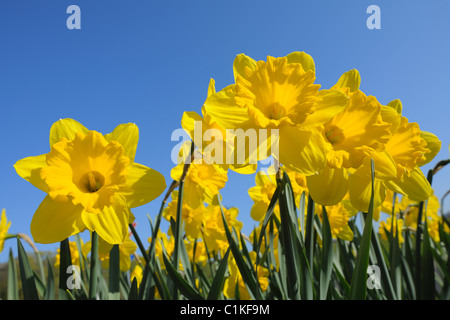 Daffodils, Spessart, Bavaria, Germany Stock Photo