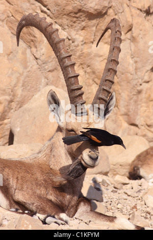 Male Nubian Ibex (Capra ibex nubiana AKA Capra nubiana) and Tristram's Starling or Tristram's Grackle Stock Photo