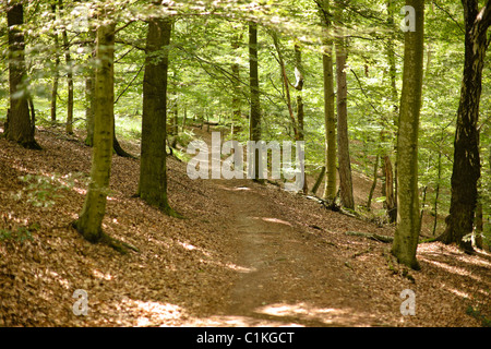 Forest path, Balkhausen, Rheinisch-Bergischer Kreis, North Rhine-Westphalia, Germany Stock Photo