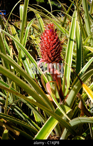 Pineapple Field Dole Plantation Wahiawa Honolulu Hawaii Oahu Pacific Ocean Stock Photo