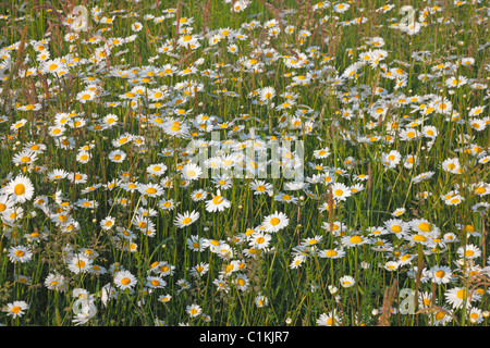 Daises in spring Stock Photo