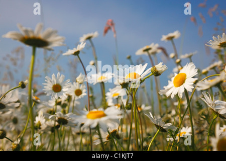 Daises in spring Stock Photo