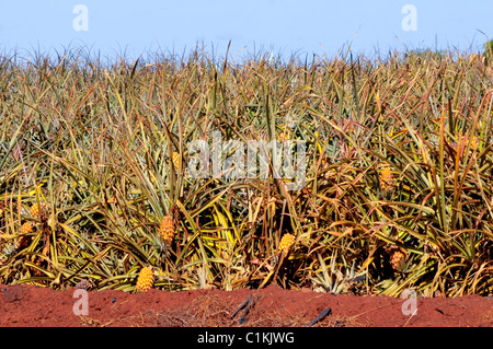 Pineapple Field Dole Plantation Wahiawa Honolulu Hawaii Oahu Pacific Ocean Stock Photo